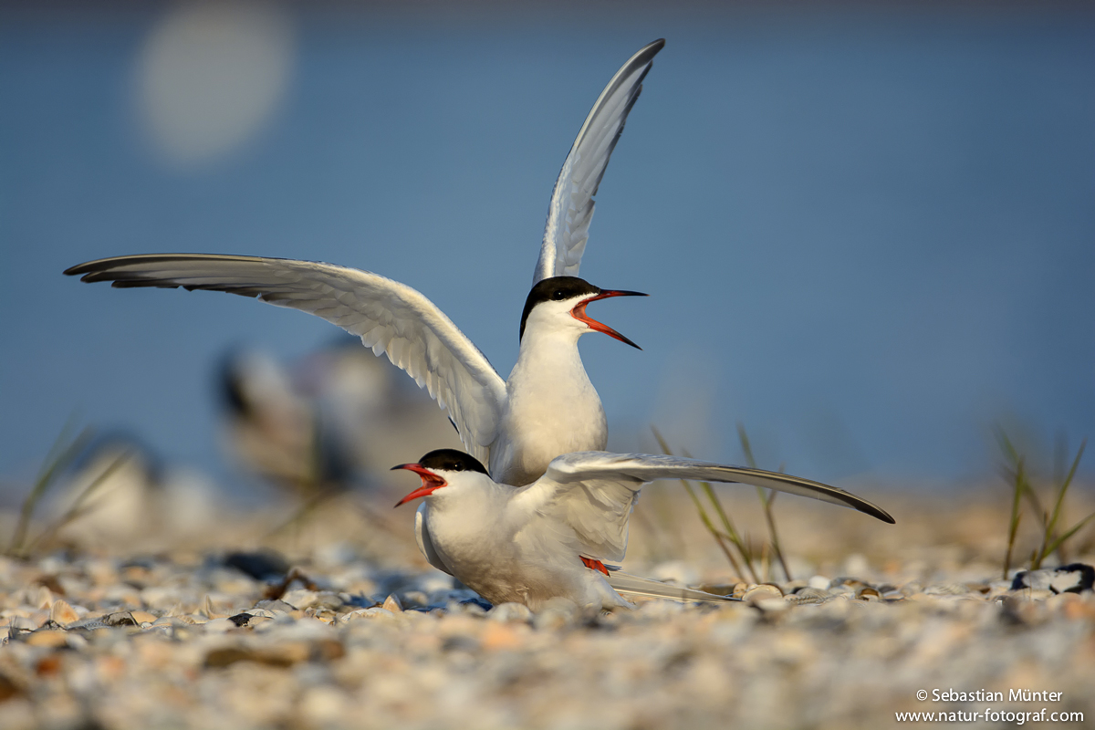 Fluss-Seeschwalbe (Sterna hirundo)