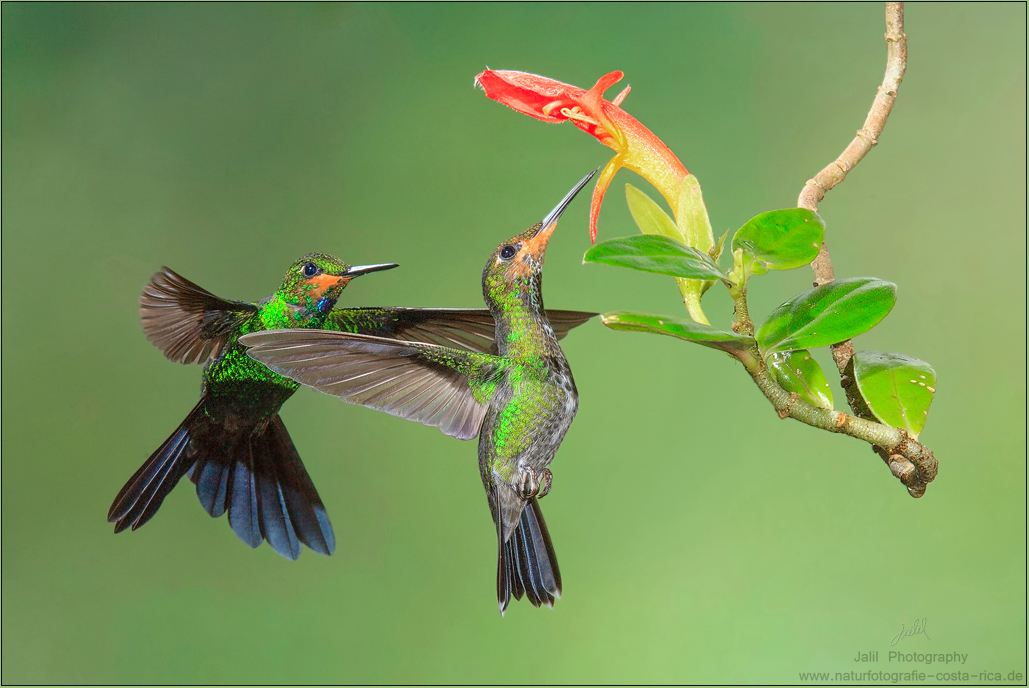 Grünstirn-Brillantkolibri - Grünscheitelbrillant