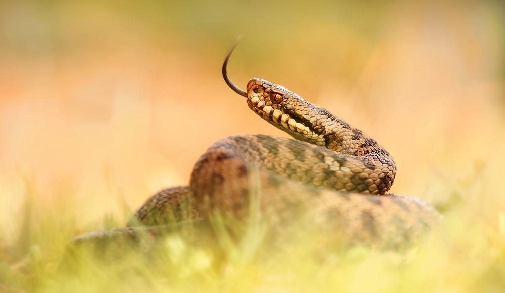 Vipera berus