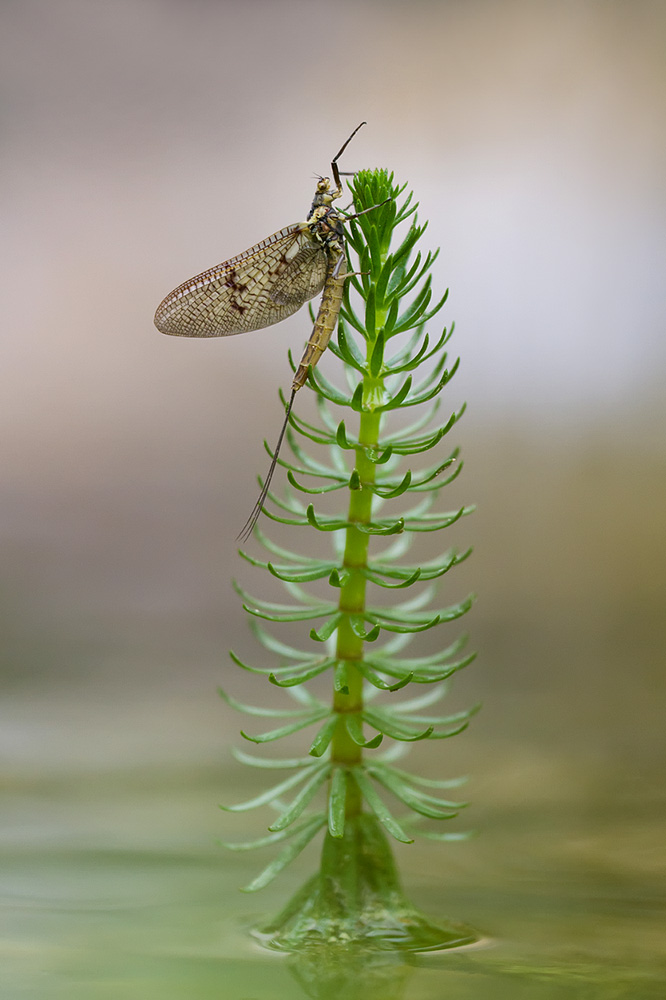 Eintagsfliege am Teich