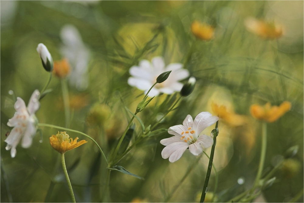 Muttertagssblumen