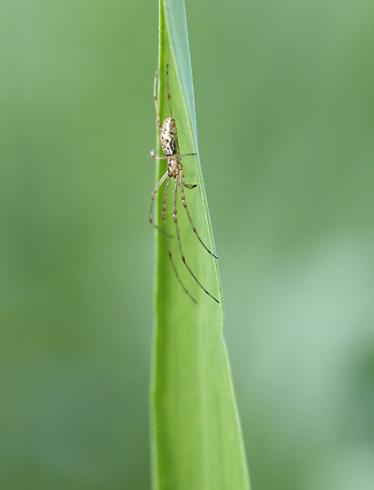 kleine Spinne