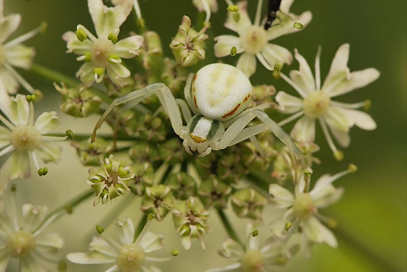 Veränderliche Krabbenspinne