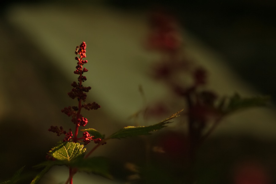 Astilbe mit Ameise