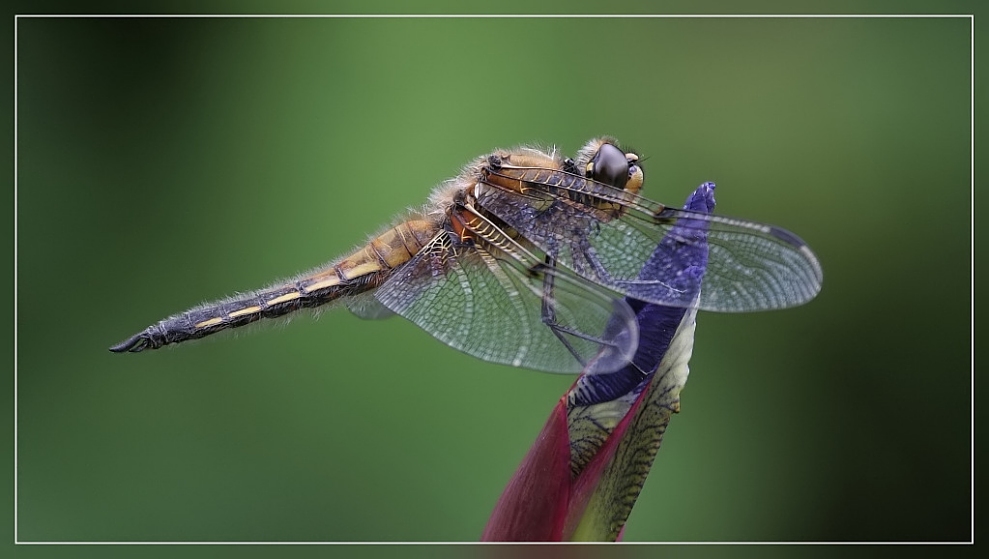 Vierflecklibelle