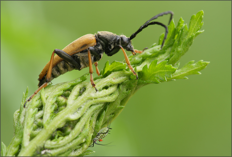 Roter Blumenbock(Leptura rubra)