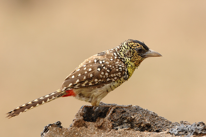 Unbekannter Vogel