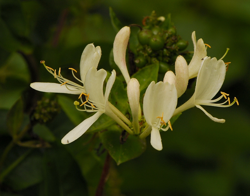 Geißblatt (Lonicera)