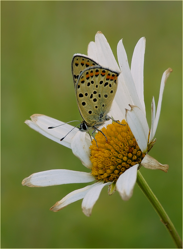 ~ Lycaena tityrus ~