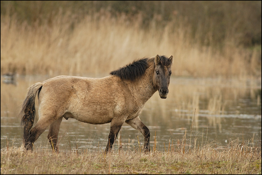 Konikpferd