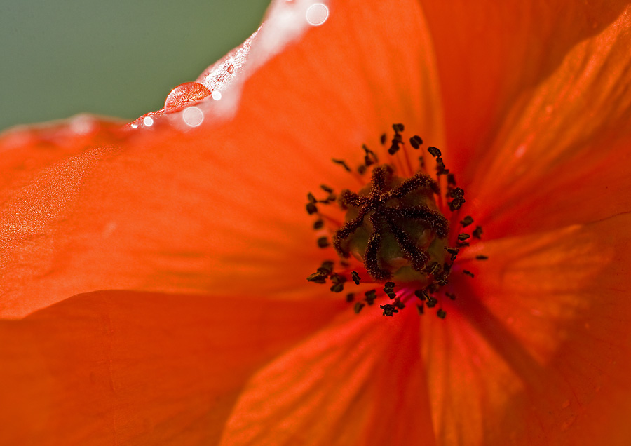 Klatschmohn nach Sommerregen