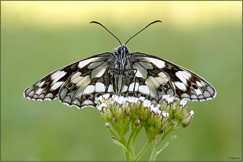 ***Melanargia galathea***