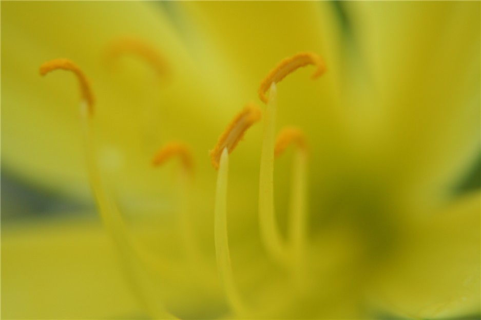 Liliengelb...