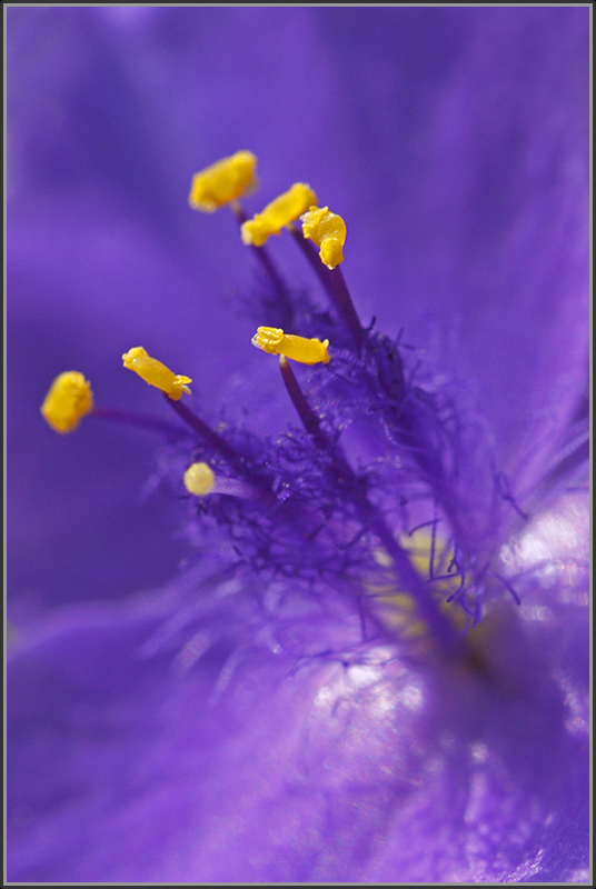 Tradescantia virginiana (Dreimasterblume)-1