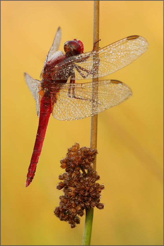 Feuerlibelle (Crocothemis erythraea)