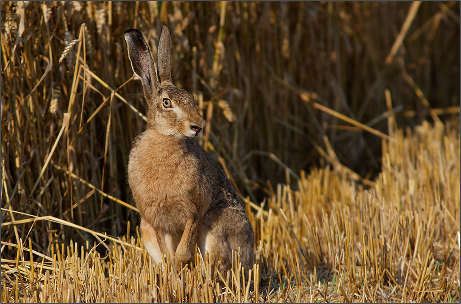 Feldhase (Lepus europaeus)