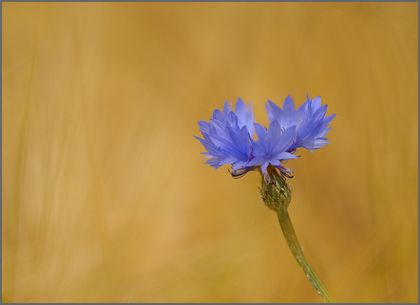 Kornblume (Centaurea cyanus)