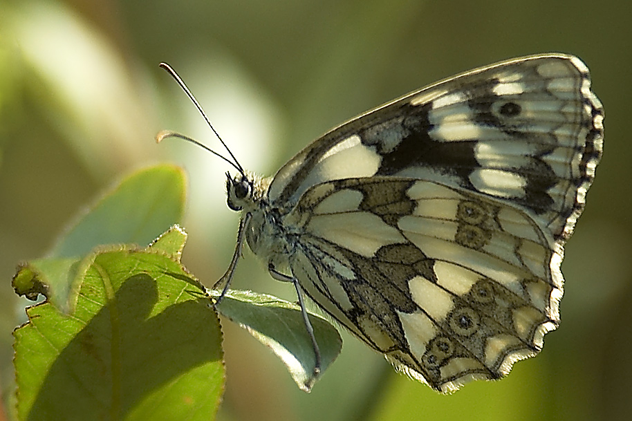 Schachbrettfalter