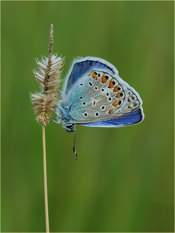 ~ blue Diamond ~