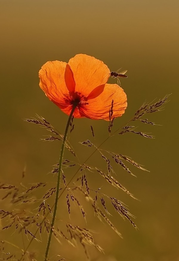 Mohn im Gegenlicht