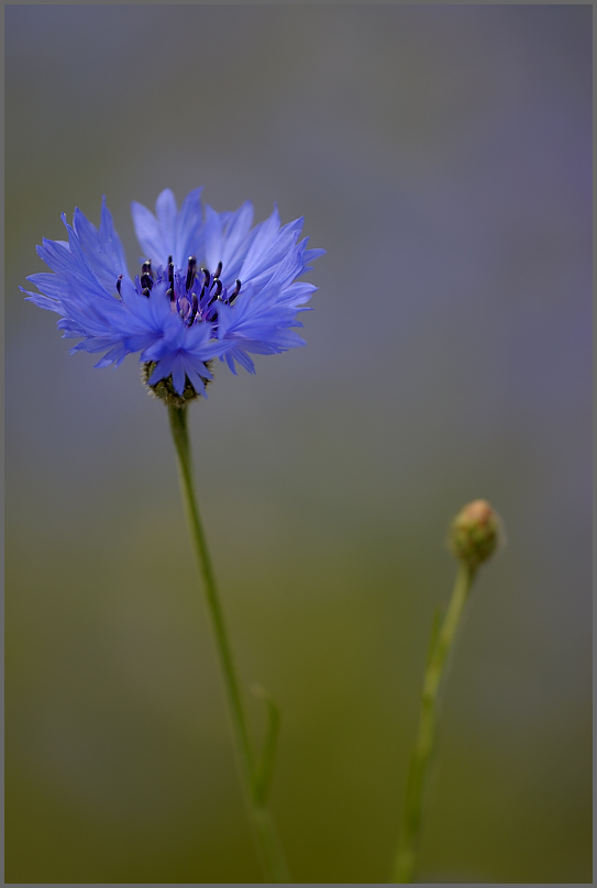 Kornblume (Centaurea cyanus)