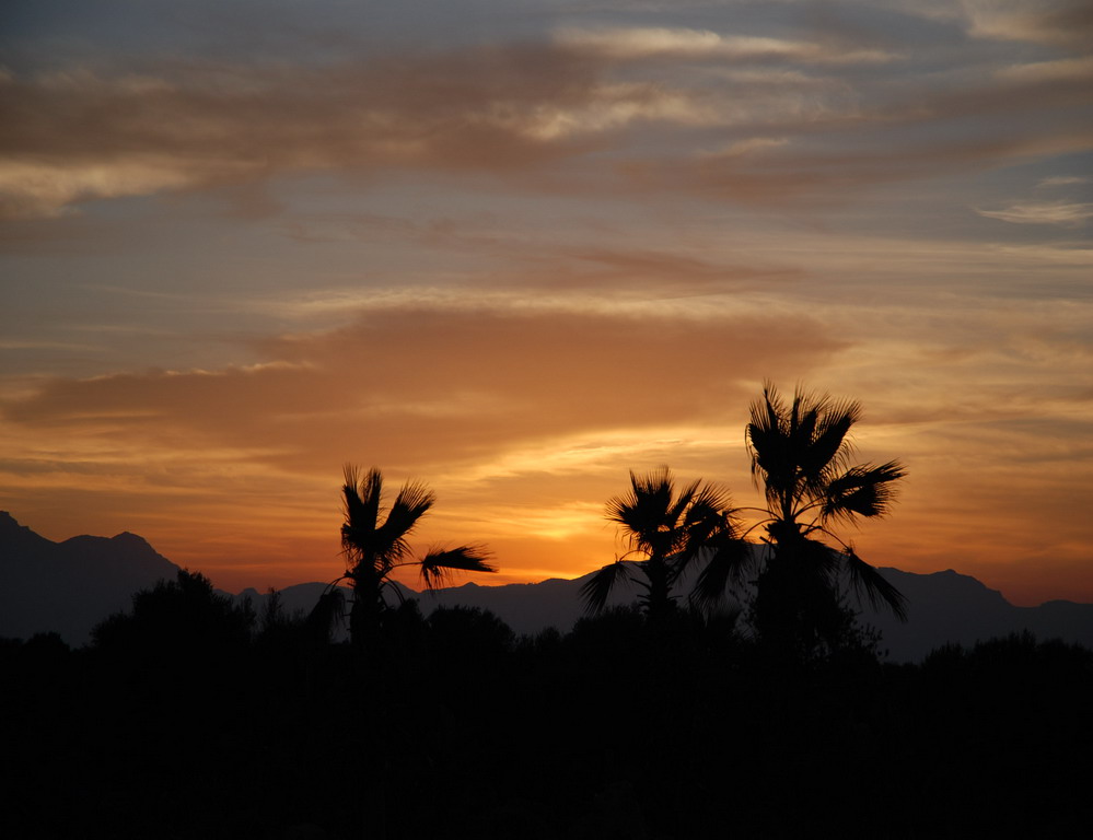 Sonnenuntergang mit Palmen