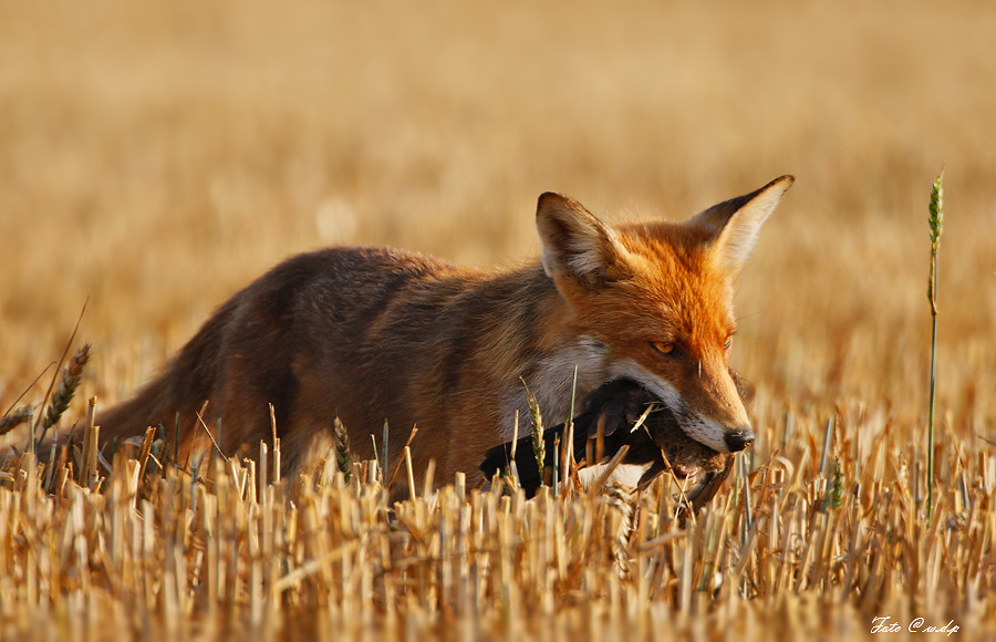 Fuchs mit Beute