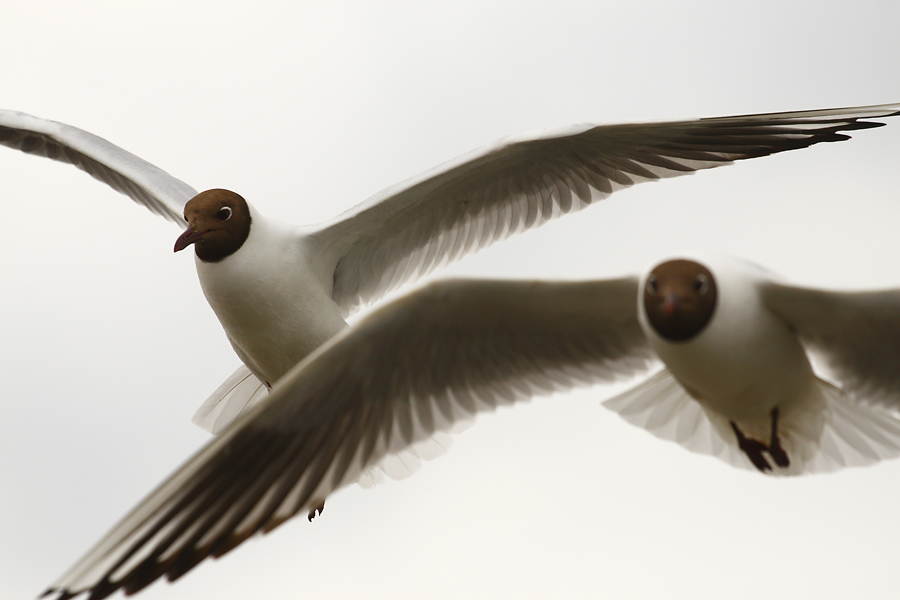 Lachmöven im Flug