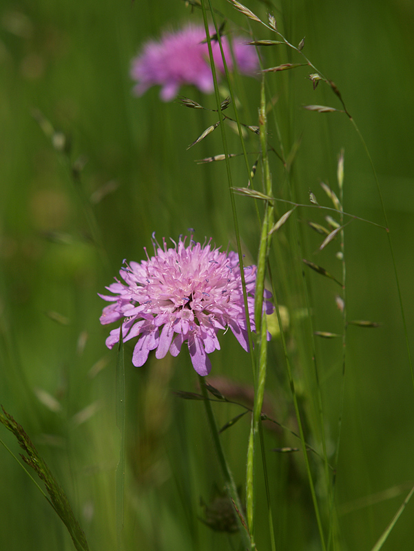 Blüte