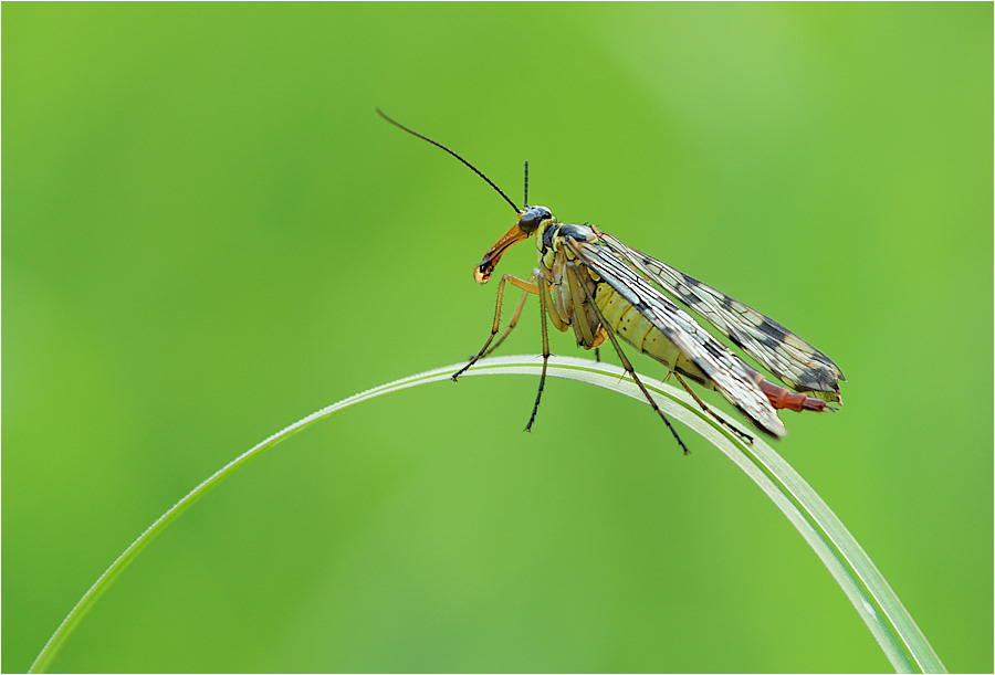 ~ Skorpionsfliege im Grünen ~