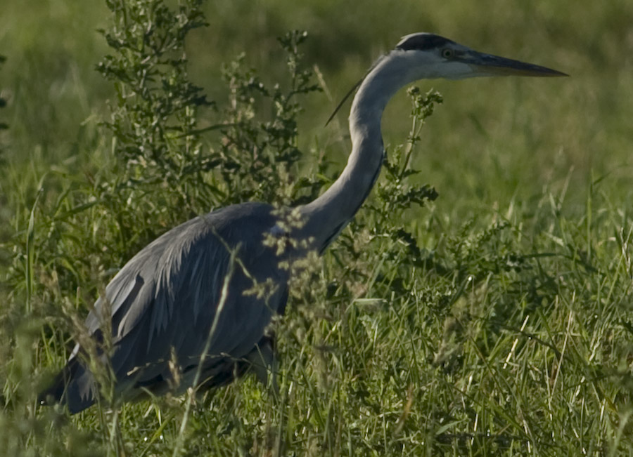 Zweiter Versuch - Nikon AIS P 500 4.0 - Fischreiher