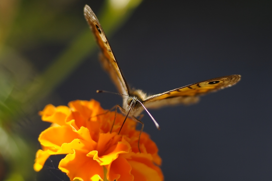 Im Blumentopf sitzt ein Schmetterling