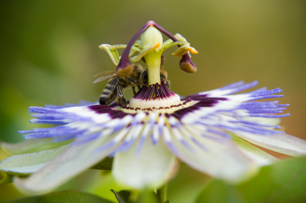 Biene beim Besteuben einer Pasionsblume