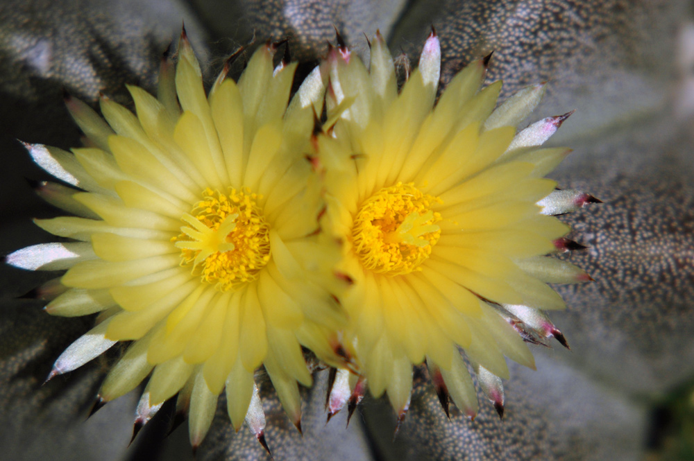 Kakteenblüte