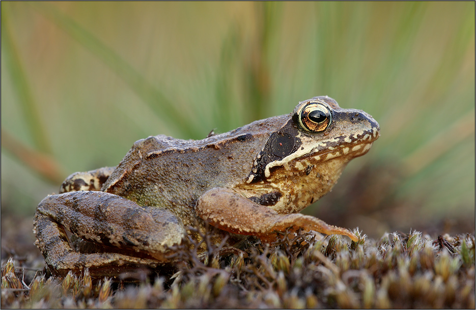Grasfrosch