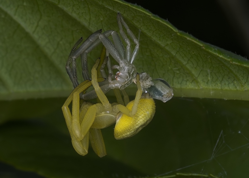 Veränderliche Krabbenspinne