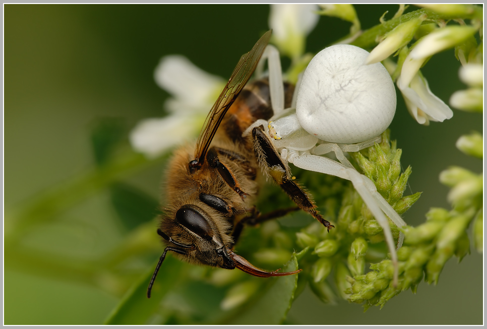 Veränderliche Krabbenspinne (Misumena vatia) mit Beute