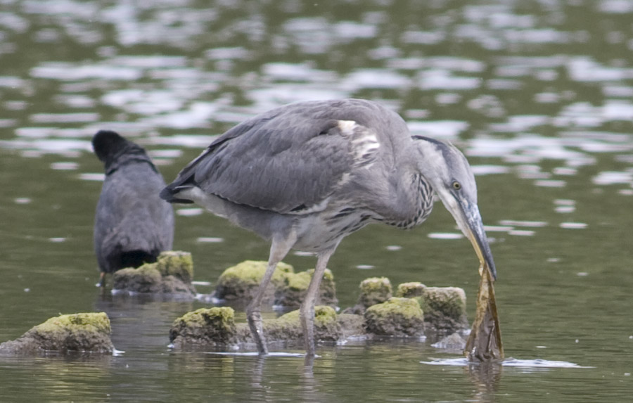 Dritter Versuch - Nikon AIS P 500 4.0 - Fischreiher