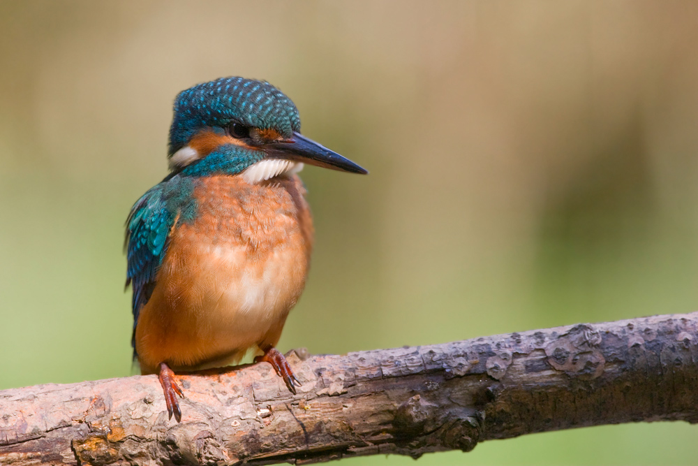 Alcedo atthis