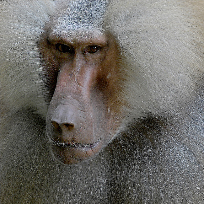 Affenportrait