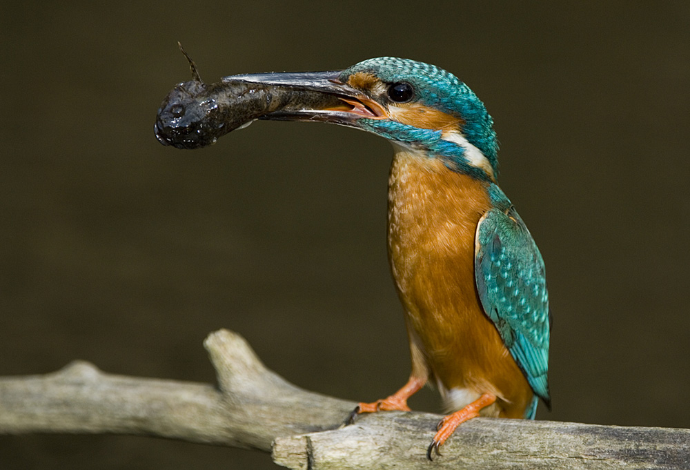 Mühlkoppe (Kroppe) mit Eisvogel