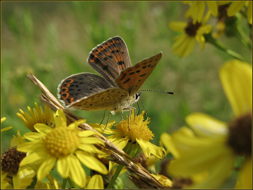 Schmetterling auf der Sommenwiese