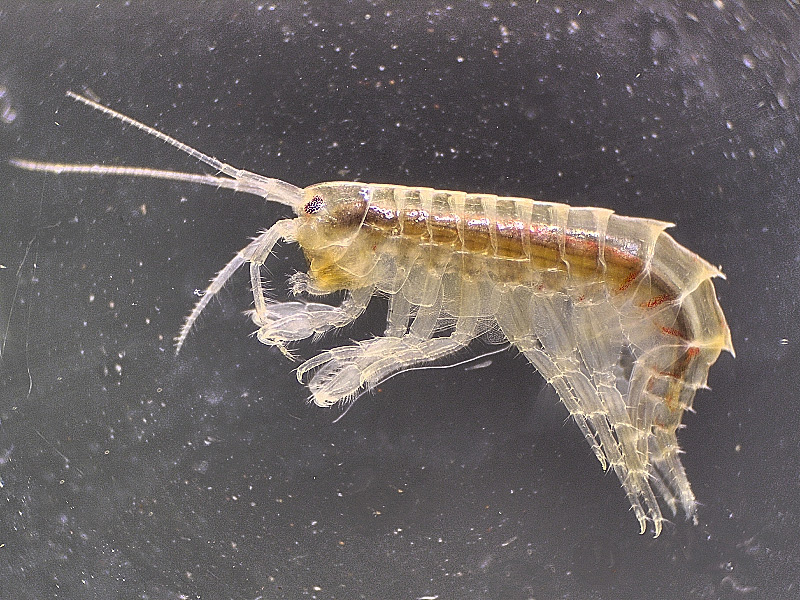 Flohkrebs (Gammarus roeseli) (Forum für Naturfotografen)