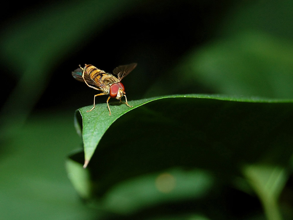 Schwebefliege