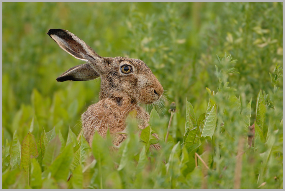 Feldhase (Lepus europaeus)