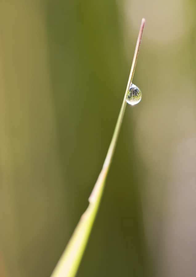 One drop only