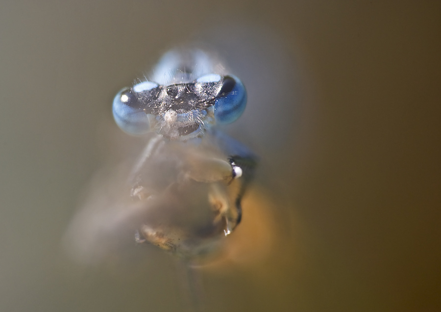 Libelle frontal