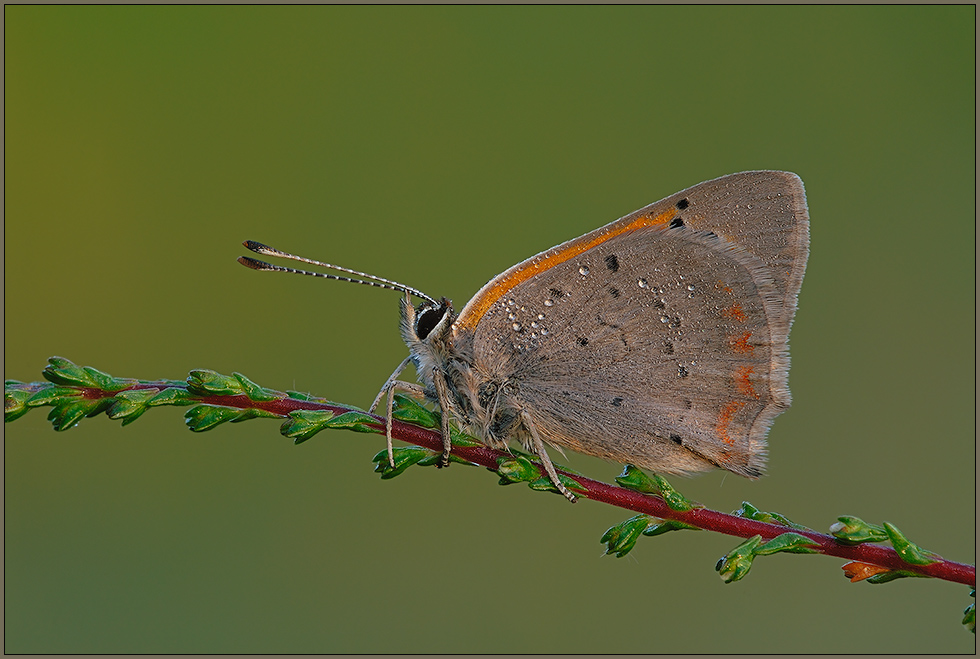 Kleiner Feuerfalter *Lycaena phlaeas* [ND]