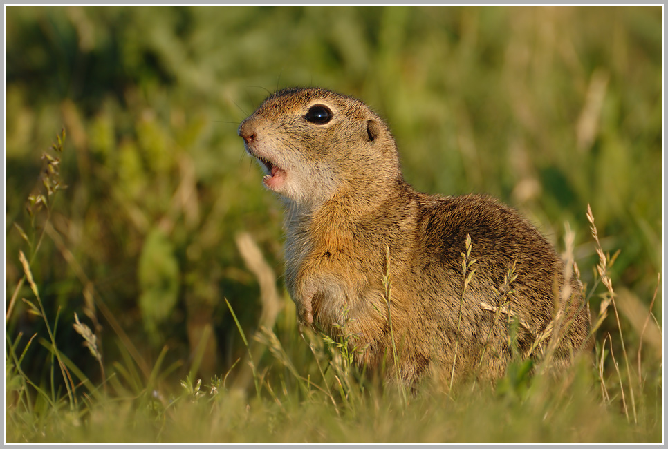 Europäischer Ziesel (Spermophilus citellus)