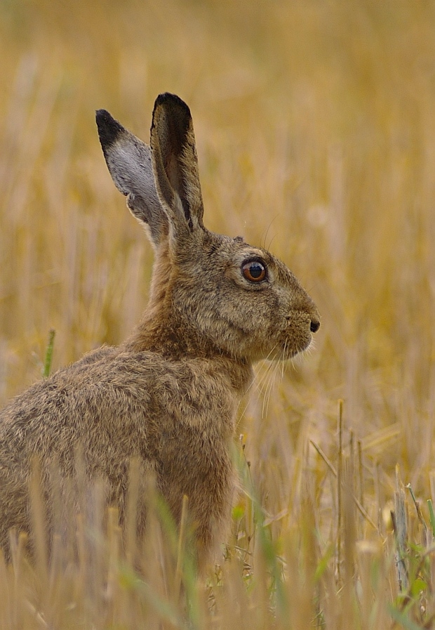 Hase im Stoppelfeld